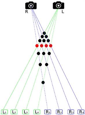 Neuromorphic Stereo Vision: A Survey of Bio-Inspired Sensors and Algorithms